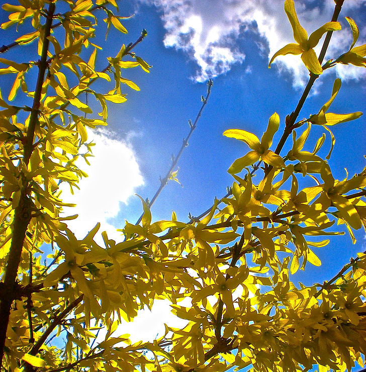 cabang, bunga, bunga kuning, pohon