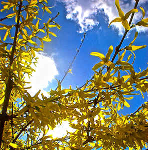 ramo, fiori, fiori giallo, albero