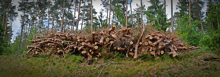 kayu, holzstapel, industri kayu, strain, kayu, pohon, kayu bakar