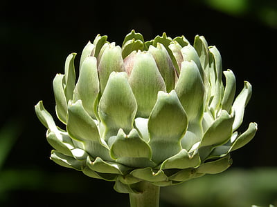 artichoke, vegetable, green, plant, cultivation, orchard, thistle