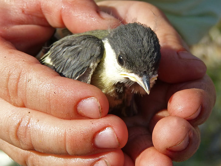 chick, bird, breeding, down, protect, protection, hands