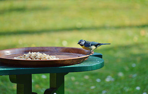 Blaumeise, tit, Vogel, auf Nahrungssuche, Tier, Essen, Garten