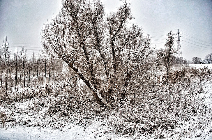 mùa đông, cảnh quan, Thiên nhiên, cây, tuyết, cây, màu đen và trắng