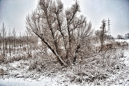 téli, táj, természet, fák, hó, fa, fekete-fehér