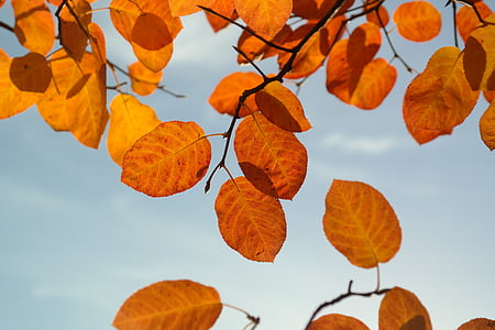葉, 秋, オレンジ, 赤, ブラッドレッド, 秋の紅葉, 一般的な岩梨