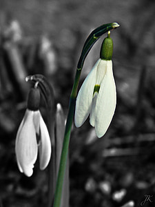 Galanthus, primavera, sol, belleza, Blanco, verde, flor