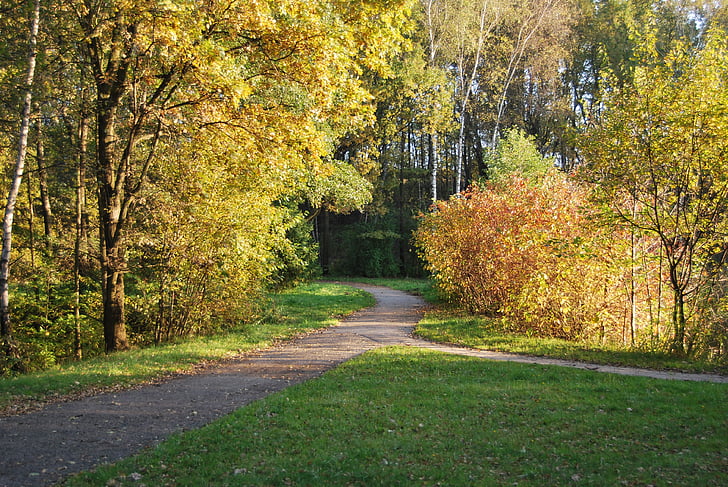 Park, træ, efterår, løv, gul, orange, oktober