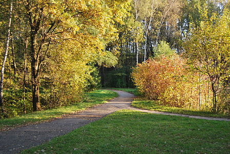 parks, koks, rudens, zaļumi, dzeltena, oranža, oktobris