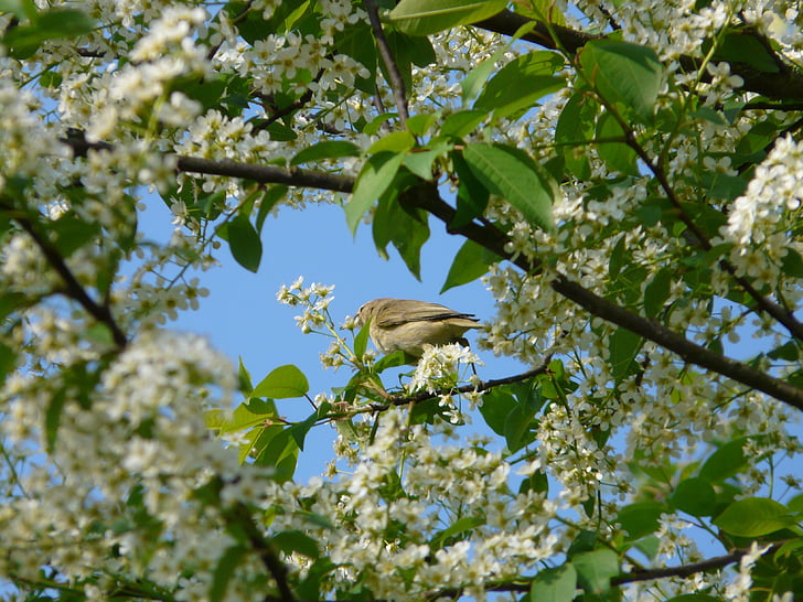 ciliegia di uccello comune, black cherry, albero, fiori, bianco, primavera, Bloom
