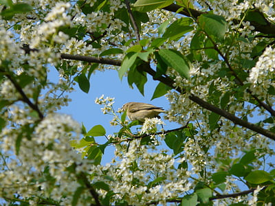 cherry bird comun, cirese negre, copac, flori, alb, primavara, floare