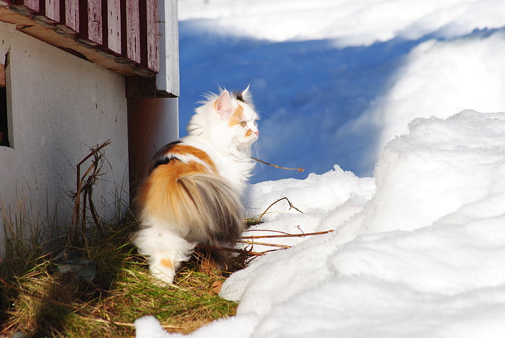 kass, kassi lumega, valge kass, et kangmehhanismide suhtes, talvel kass