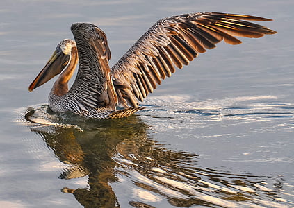 pelican, brown, bird, wildlife, nature, water, animal