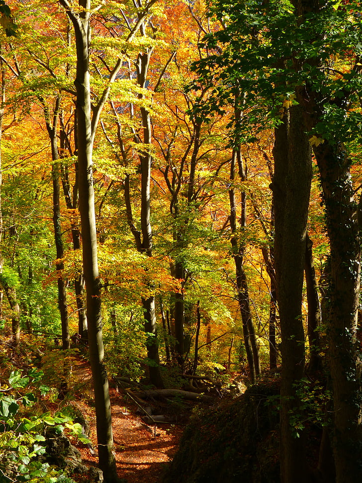 foresta, foresta di autunno, colorato, alberi, foglie, autunno