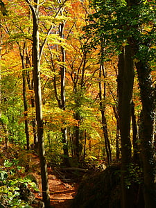 skov, efteråret skov, farverige, træer, blade, efterår