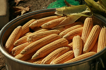 maize, nature, food