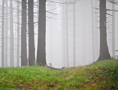 skov, tågen, bjerge, natur, landskab, træ, løv