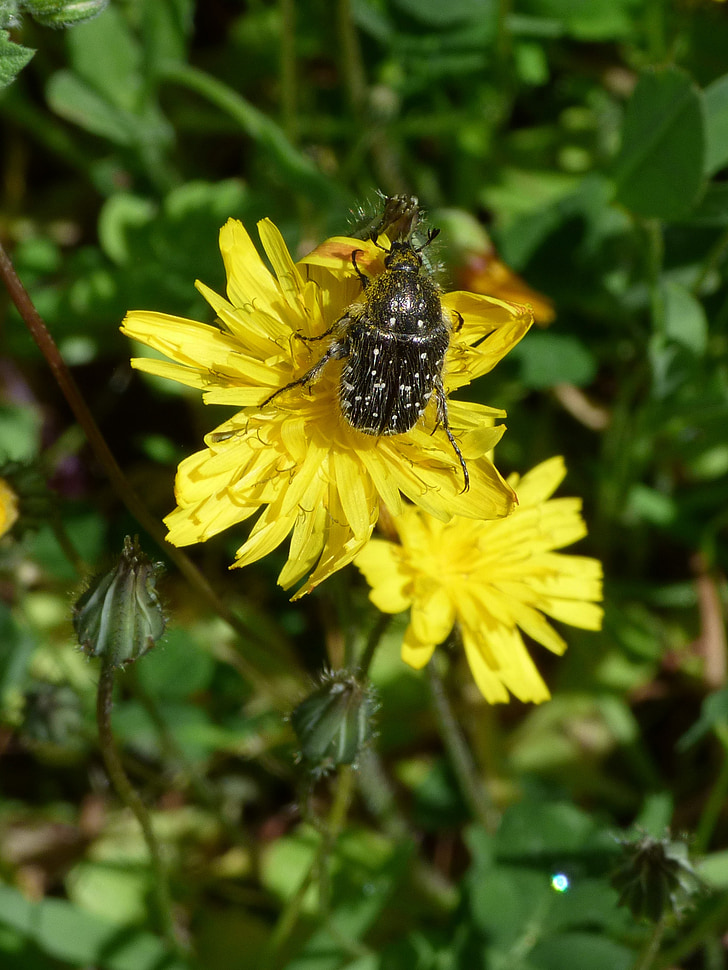 szőrös bogár, Libar, pitypang, Oxythyrea funesta, Coleoptera
