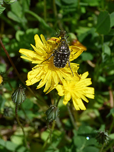 Hårig skalbagge, Libar, maskros, Oxythyrea funesta, Coleoptera