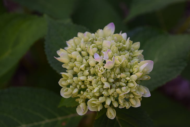 hortensia, vert, Bloom