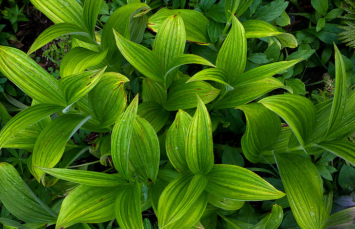 Flora, gräs, grön, Herb, Idaho peak, lämnar, växter