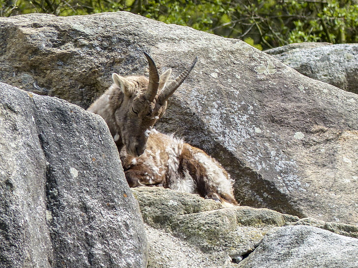 Alpensteinbock, Capra ibex, Tier, Säugetier, Bergziege, Europa, Steinbock