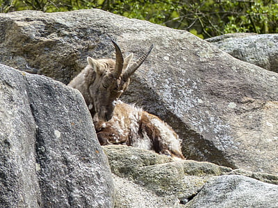 альпийский козерог, Капра Козерог, животное, млекопитающее, горный козел, Европа, Steinbock