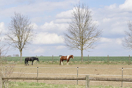 kobling, Paddock, Reiterhof, Hof, Farm, græs, heste