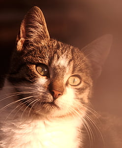 кішка, портрет, сонячне світло, вітчизняних, котячих, тварини, ПЕТ