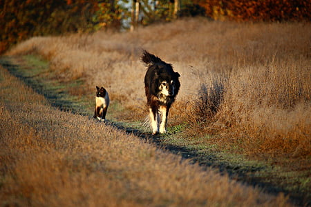 suns, kaķis, prom, staigāt, Beagle, robežu, suni herding