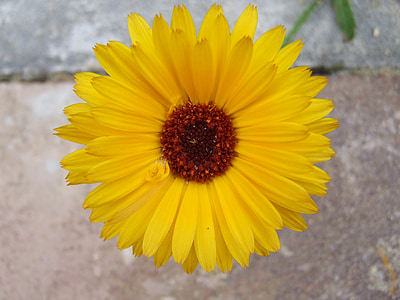 Marigold, bunga, tanaman, ramuan, Taman