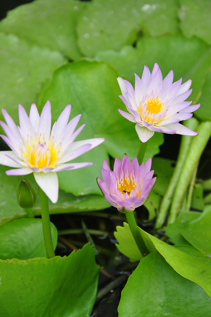 färg, Lotus, Thailand lotus, näckros, naturen, dammen, Anläggningen