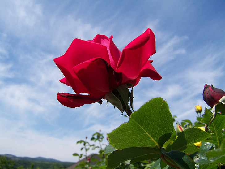 red rose, garden, blue sky