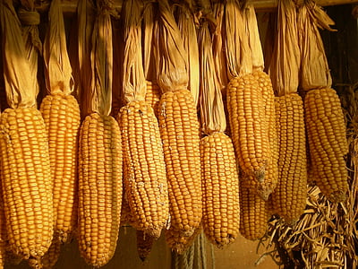 korea Południowa, Folk, kukurydza, żniwa, sucha, jedzenie, Rolnictwo