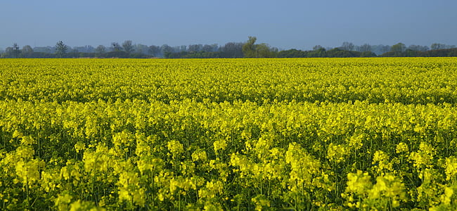 rapsolie, felt, gul, forår, landbrug, olie, dyrkning af