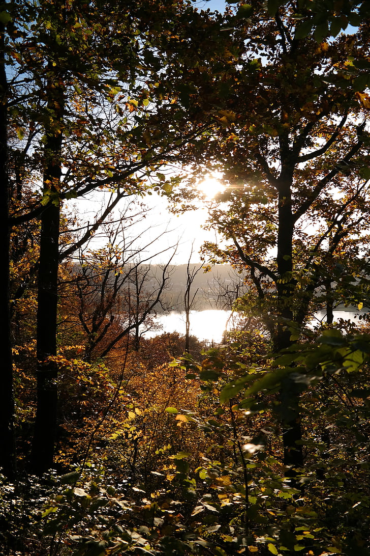 bosque, otoño, sol, luz de nuevo, árboles, hojas, naturaleza