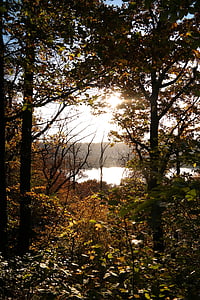 Les, podzim, slunce, zadní světlo, stromy, listy, Příroda