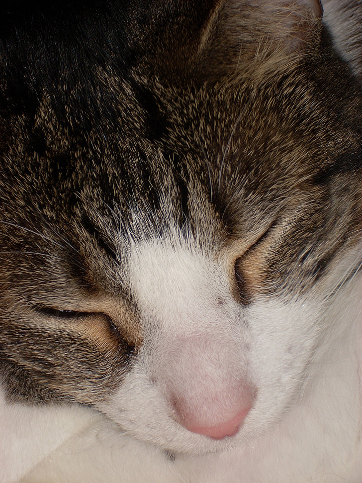macska, alvás, macska, alszik, fejét a nap, pihenő, álmodik