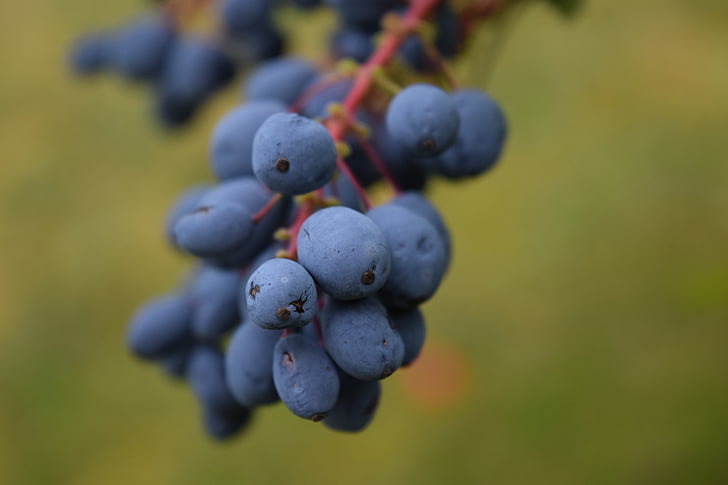 Plantones de frambueso, mahonia bealei, bayas, blue Berry, azul, frutas, Bush