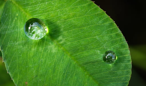 leaf, nature, green, abstract, plants, trickle, dew