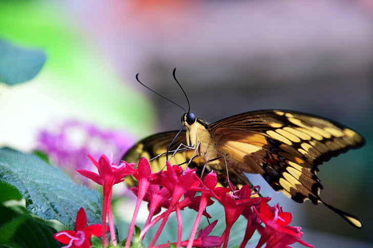 sovittaa, Papilio machaon, perhonen, eksoottinen, Tropical, hyönteinen, siipi