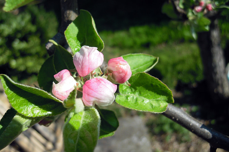 äppelträd, äppelblom, Blossom, Bloom, vit, Rosa, gren