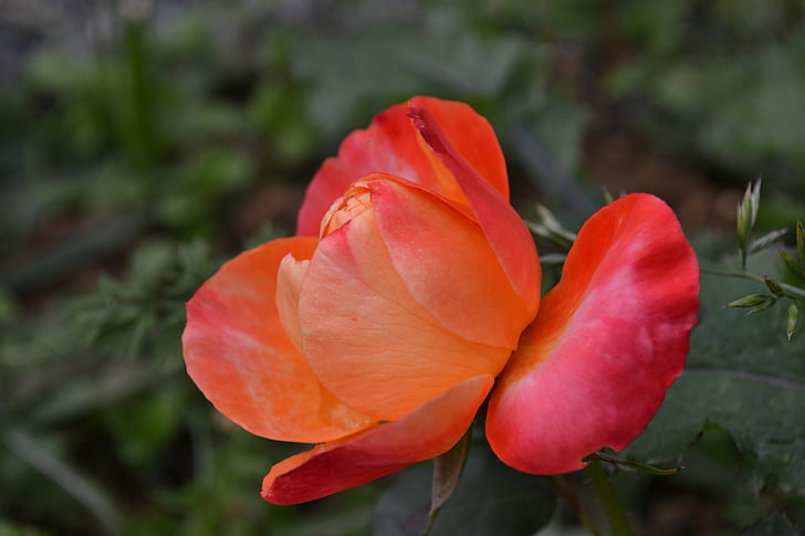 ružová, červená, kvet, Rosebush, lístkov, tlačidlo, jar