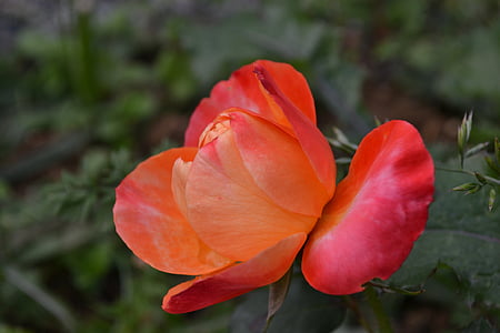 pink, red, flower, rosebush, petals, button, spring
