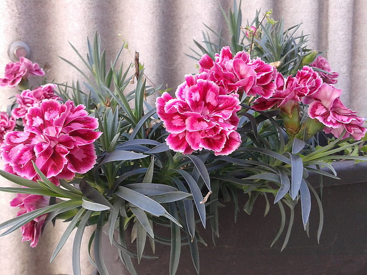 Hoa cẩm chướng, Hoa, mùa xuân, Sân vườn