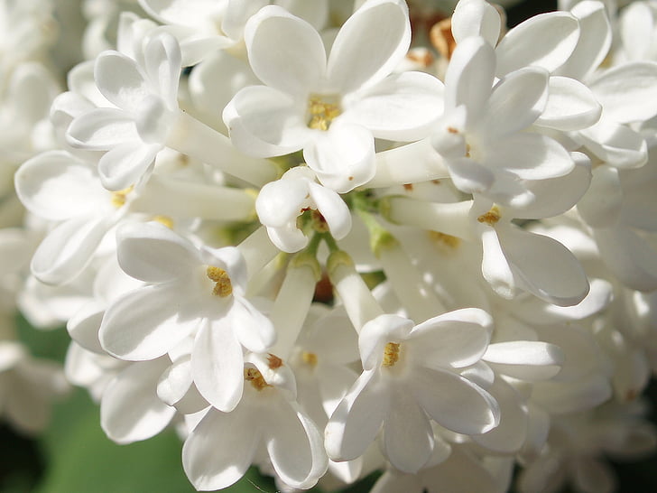 lilacs, white, spring, flower, white color, petal, close-up