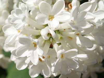 syrener, vit, våren, blomma, vit färg, kronblad, närbild