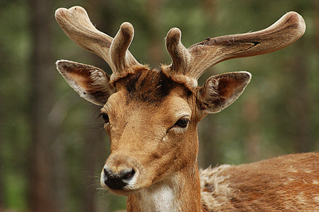 deer, animals, nature, animal, fauna, wildlife, mammal