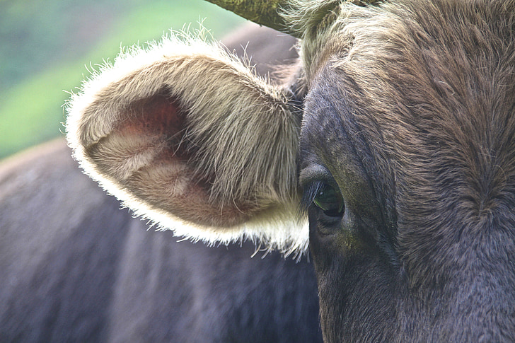 cow, andes, back light, hair, detail, beef, ear