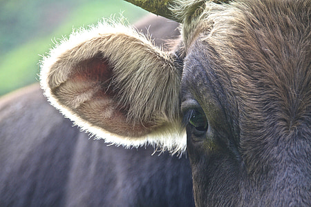 母牛, 安第斯山脉, 回光, 头发, 详细, 牛肉, 耳朵
