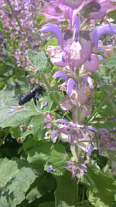 蜂, クマバチ, 昆虫, 花, ブロッサム, ブルーム, 花の蜜